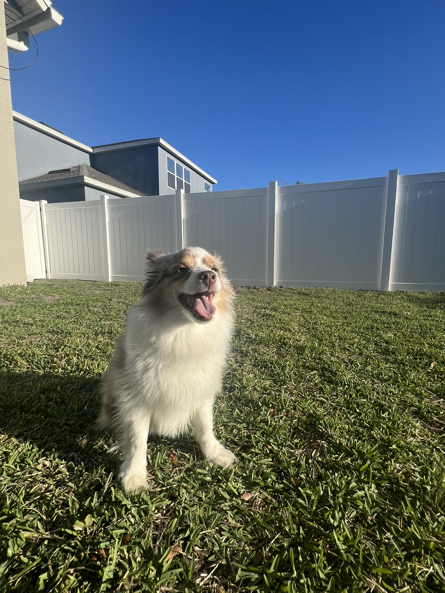 PVC fence repair for pet enclosure in Lake Nona